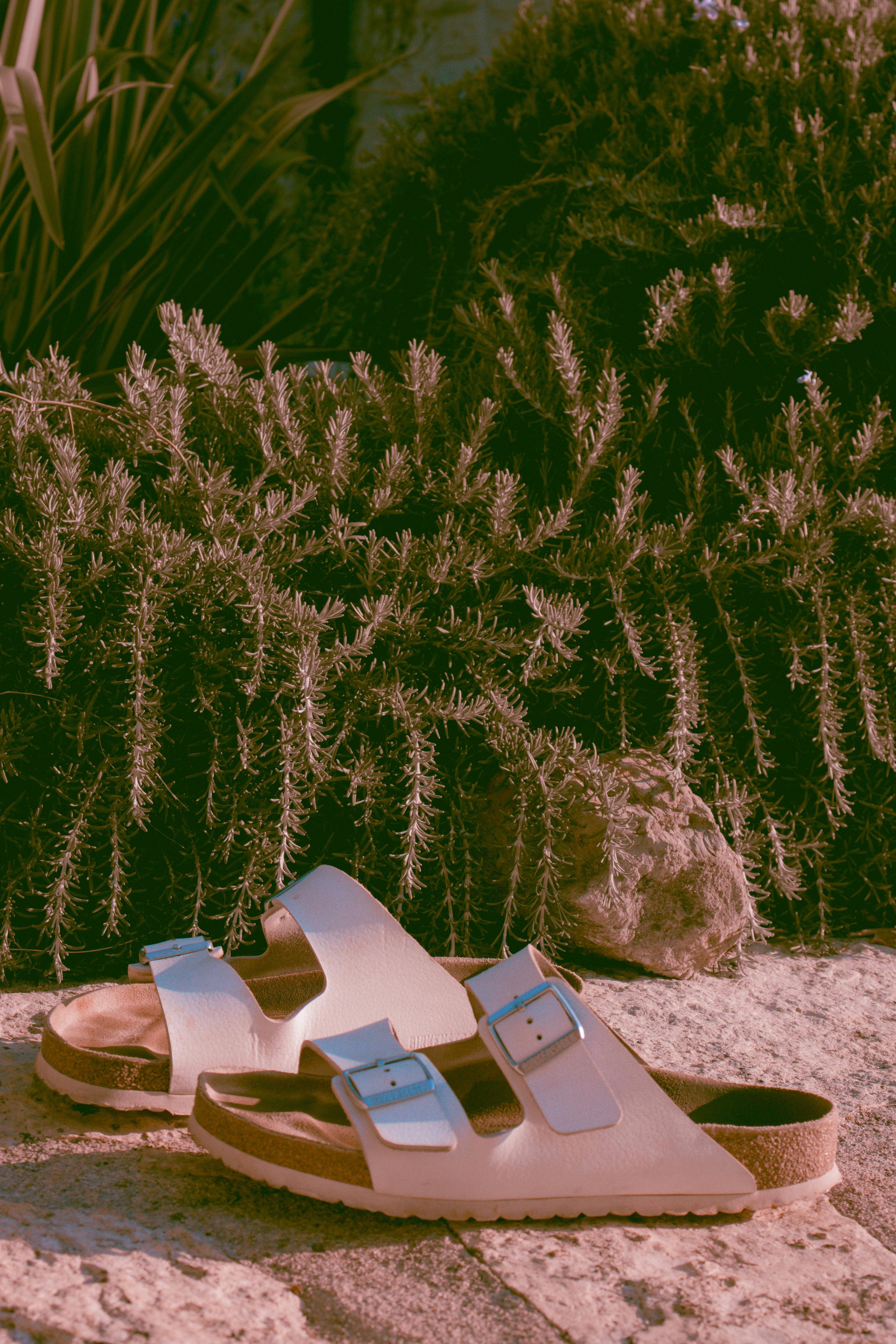 Pair of White Arizona Birkenstocks with blue buckles on a stone surface with plants in the background